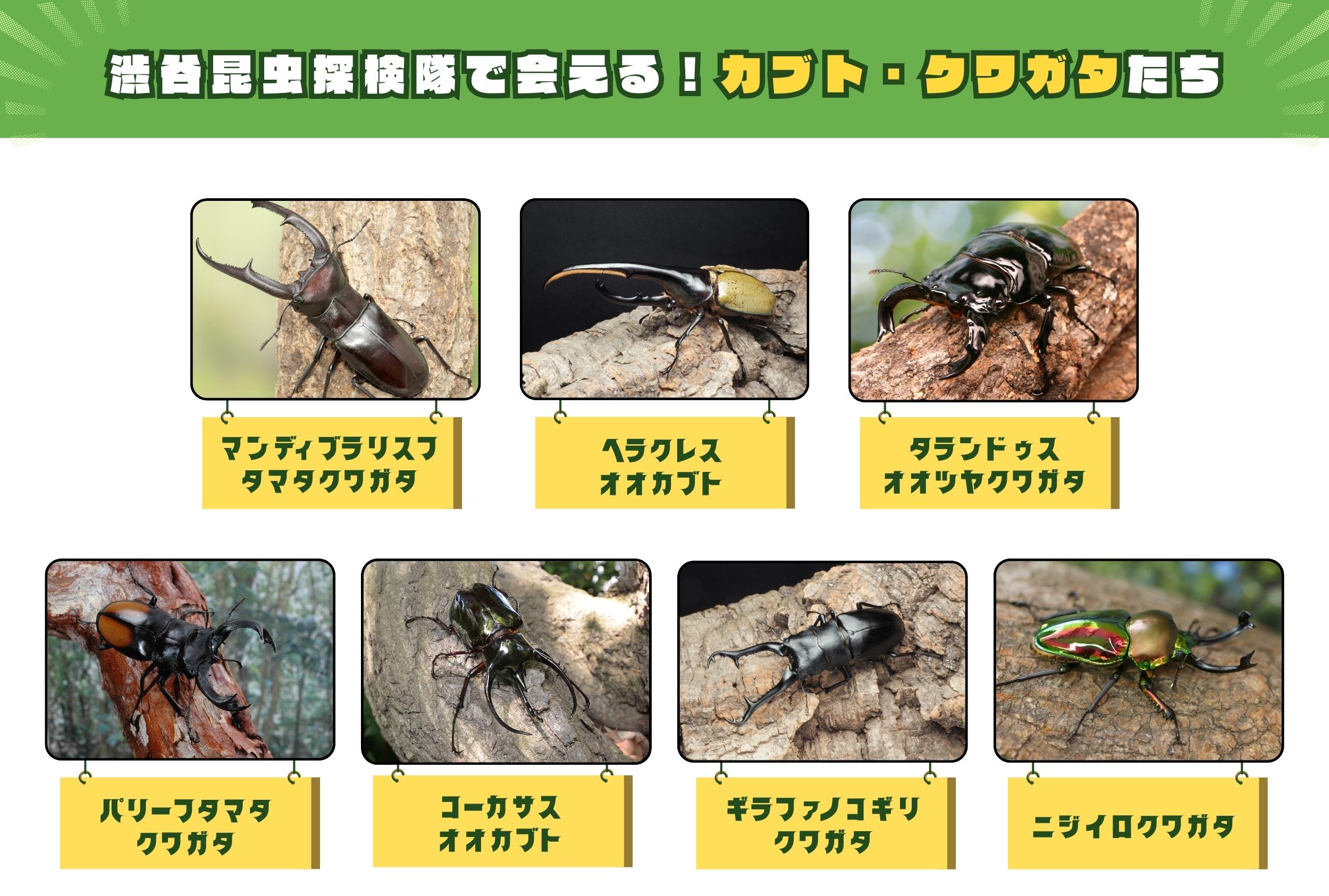人気のレア種に会える！昆虫フィールドの仲間たち